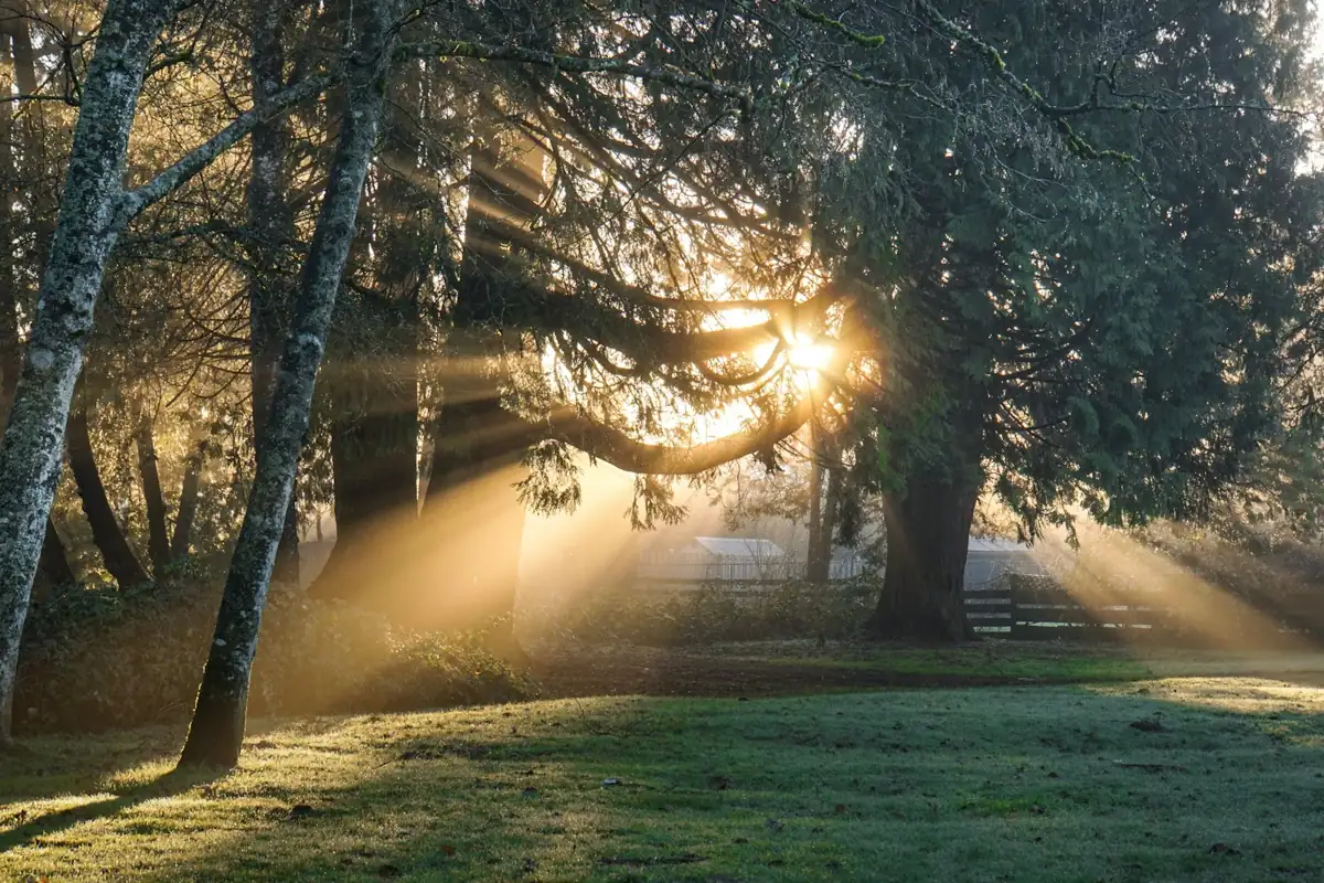 Rayos de sol atravesando las ramas de los árboles e iluminando la hierba